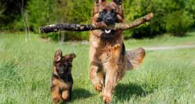 犬の訓練、トレーニング「犬のトレーニングの必要性」