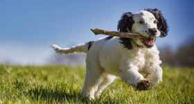 犬の訓練、トレーニング「犬のトレーニングの用語」