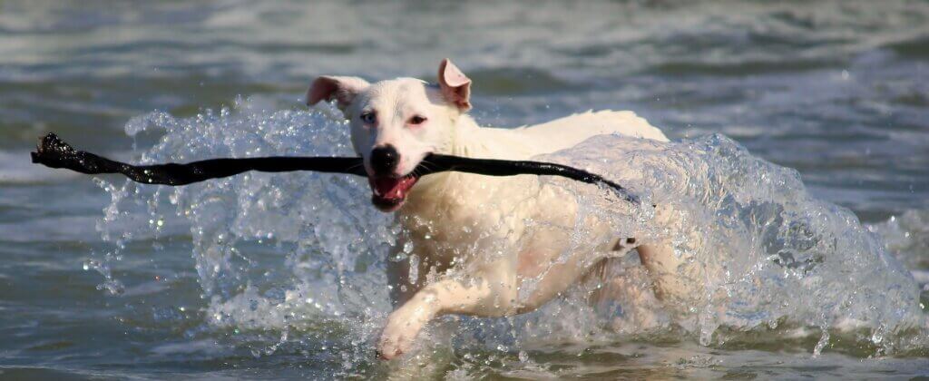犬のトレーニング、棒を運ぶ犬