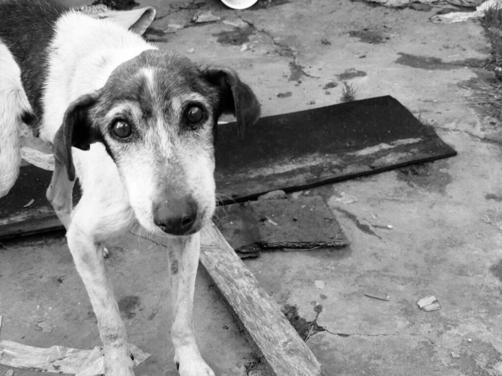 寂しげな犬、犬の死因第１位「フィラリア」