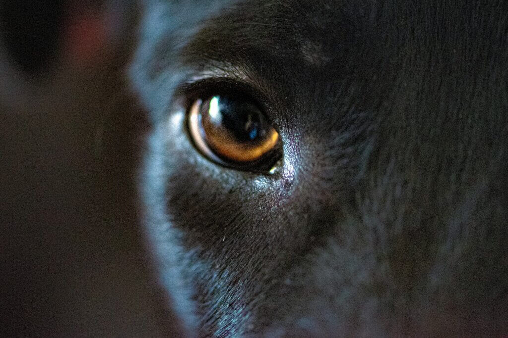 犬の目、「アイコンタクト」基本トレーニング